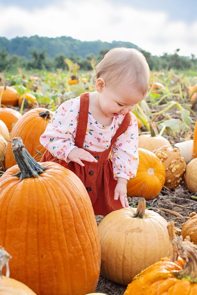 Toddler pumpkin picking at a family-friendly pumpkin patch in mid-Missouri